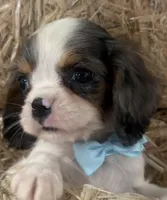 Carter, a male Cavalier King Charles Spaniel for sale in Athens, WI – 3 of 10