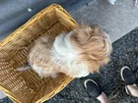 Trent, a male Bichon Frise and Shih Tzu for sale in Athens, WI – Photo 2 of 10