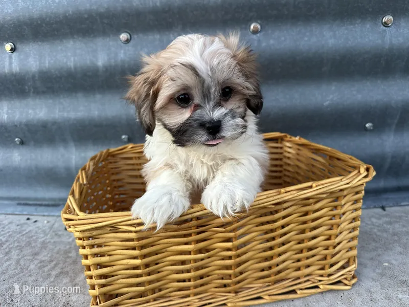 Trent – Bichon Frise, Shih Tzu puppy for sale in Athens, WI
