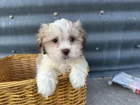 Theo, a male Bichon Frise and Shih Tzu for sale in Athens, WI – Photo 10 of 10