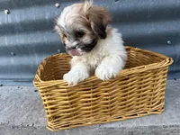 Trent, a male Bichon Frise and Shih Tzu for sale in Athens, WI – Photo 4 of 10