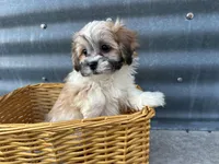 Trent, a male Bichon Frise and Shih Tzu for sale in Athens, WI – Photo 10 of 10