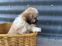 Trent, a male Bichon Frise and Shih Tzu for sale in Athens, WI – Photo 9 of 10