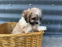 Trent, a male Bichon Frise and Shih Tzu for sale in Athens, WI – Photo 6 of 10