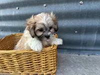 Trent, a male Bichon Frise and Shih Tzu for sale in Athens, WI – Photo 3 of 10