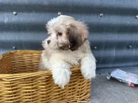 Theo, a male Bichon Frise and Shih Tzu for sale in Athens, WI – Photo 9 of 10