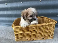 Trent, a male Bichon Frise and Shih Tzu for sale in Athens, WI – Photo 5 of 10