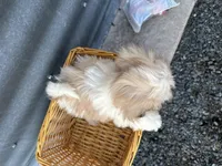 Theo, a male Bichon Frise and Shih Tzu for sale in Athens, WI – Photo 7 of 10