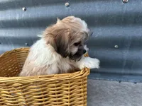 Trent, a male Bichon Frise and Shih Tzu for sale in Athens, WI – Photo 7 of 10