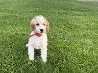 Dean, a male Poodle - Miniature  for sale in Athens, WI – 3 of 10