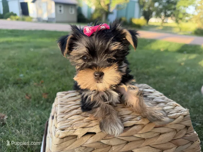 Bopeep  – Morkie puppy for sale in Athens, WI