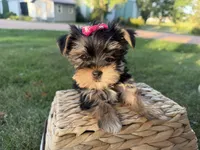 Bopeep , a female Morkie for sale in Athens, WI – 1 of 10