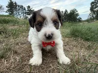 Timmy, a male Yorkshire Terrier for sale in Athens, WI – 5 of 10
