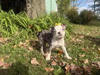 Priscilla, a female Boston Terrier for sale in Athens, WI – 8 of 10
