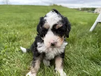 Louie, a male Miniature Bernedoodle for sale in Athens, WI – 5 of 10