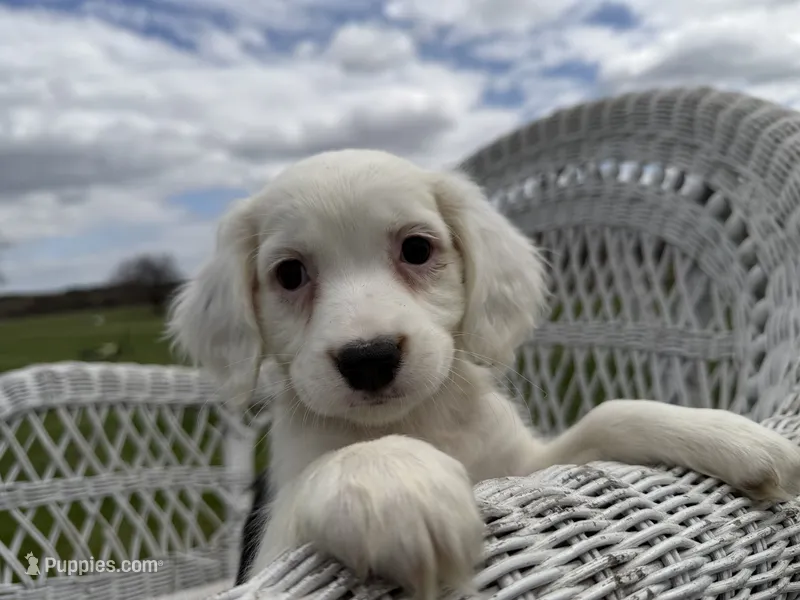 Carole – Cocker Spaniel, Miniature Australian Shepherd puppy for sale in Athens, WI