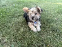 Buzz, a male Morkie for sale in Athens, WI – 5 of 10