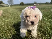 Eve, a female Poodle - Toy  for sale in Athens, WI – 10 of 10
