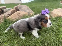 Lizzy, a female Cavalier King Charles Spaniel for sale in Athens, WI – 6 of 10