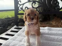 Elvis , a male Cavapoo for sale in Athens, WI – 4 of 10