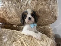 Carter, a male Cavalier King Charles Spaniel for sale in Athens, WI – 10 of 10