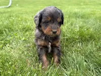 Dewey, a male Miniature Bernedoodle for sale in Athens, WI – 5 of 10