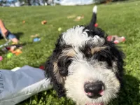 Louie, a male Miniature Bernedoodle for sale in Athens, WI – 7 of 10