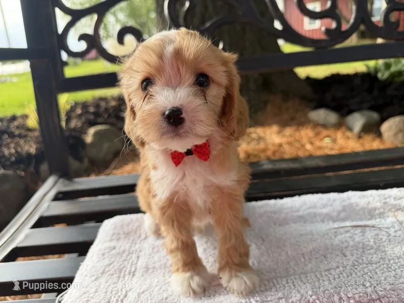 Eddie – Cavapoo puppy for sale in Athens, WI