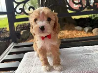 Eddie, a male Cavapoo for sale in Athens, WI – 1 of 10