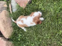 Logan, a male Cavalier King Charles Spaniel for sale in Athens, WI – 10 of 10