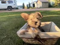 Buzz, a male Morkie for sale in Athens, WI – 6 of 10
