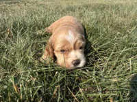 Holly, a female Cocker Spaniel for sale in Athens, WI – 10 of 10