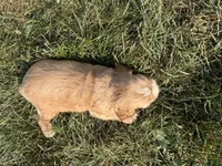 Holly, a female Cocker Spaniel for sale in Athens, WI – 5 of 10