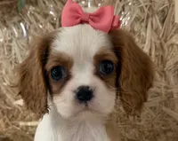 Carmen, a female Cavalier King Charles Spaniel for sale in Athens, WI – 7 of 10