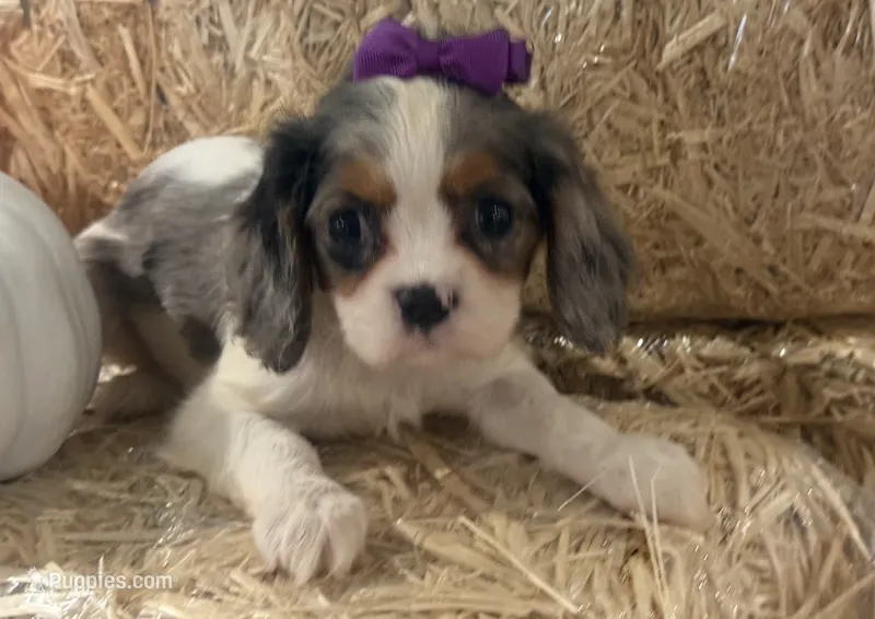 Cece – Cavalier King Charles Spaniel puppy for sale in Athens, WI