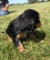 AKC Dora, a female Cavalier King Charles Spaniel for sale in Athens, WI – 9 of 10
