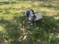 Hudson, a male Miniature Dachshund for sale in Athens, WI – 6 of 10