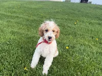 Dean, a male Poodle - Miniature  for sale in Athens, WI – 4 of 10