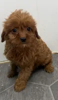 Rory, a female Cavapoo for sale in Athens, WI – 3 of 9