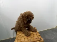 Roxy, a female Cavapoo for sale in Athens, WI – 3 of 10