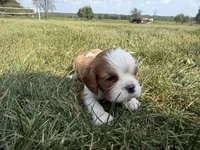 AKC Dorn, a male Cavalier King Charles Spaniel for sale in Athens, WI – 7 of 7