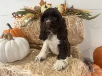 AKC Wanda , a female Cocker Spaniel for sale in Athens, WI – 6 of 10
