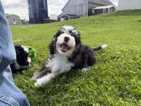 Louie, a male Miniature Bernedoodle for sale in Athens, WI – 4 of 10