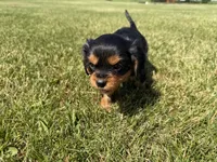 AKC Dexter, a male Cavalier King Charles Spaniel for sale in Athens, WI – 4 of 10