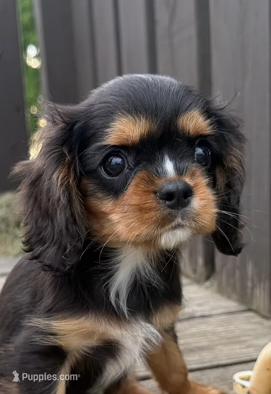 AKC Dash – Cavalier King Charles Spaniel puppy for sale in Athens, WI