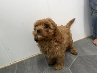 Rod, a male Cavapoo for sale in Athens, WI – 7 of 10