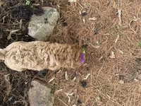 Sunnie, a female Cavapoo for sale in Athens, WI – 9 of 10