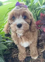 Sunnie, a female Cavapoo for sale in Athens, WI – 8 of 10