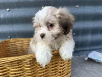 Theo, a male Bichon Frise and Shih Tzu for sale in Athens, WI – Photo 5 of 10