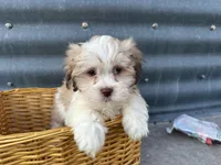 Theo, a male Bichon Frise and Shih Tzu for sale in Athens, WI – Photo 8 of 10